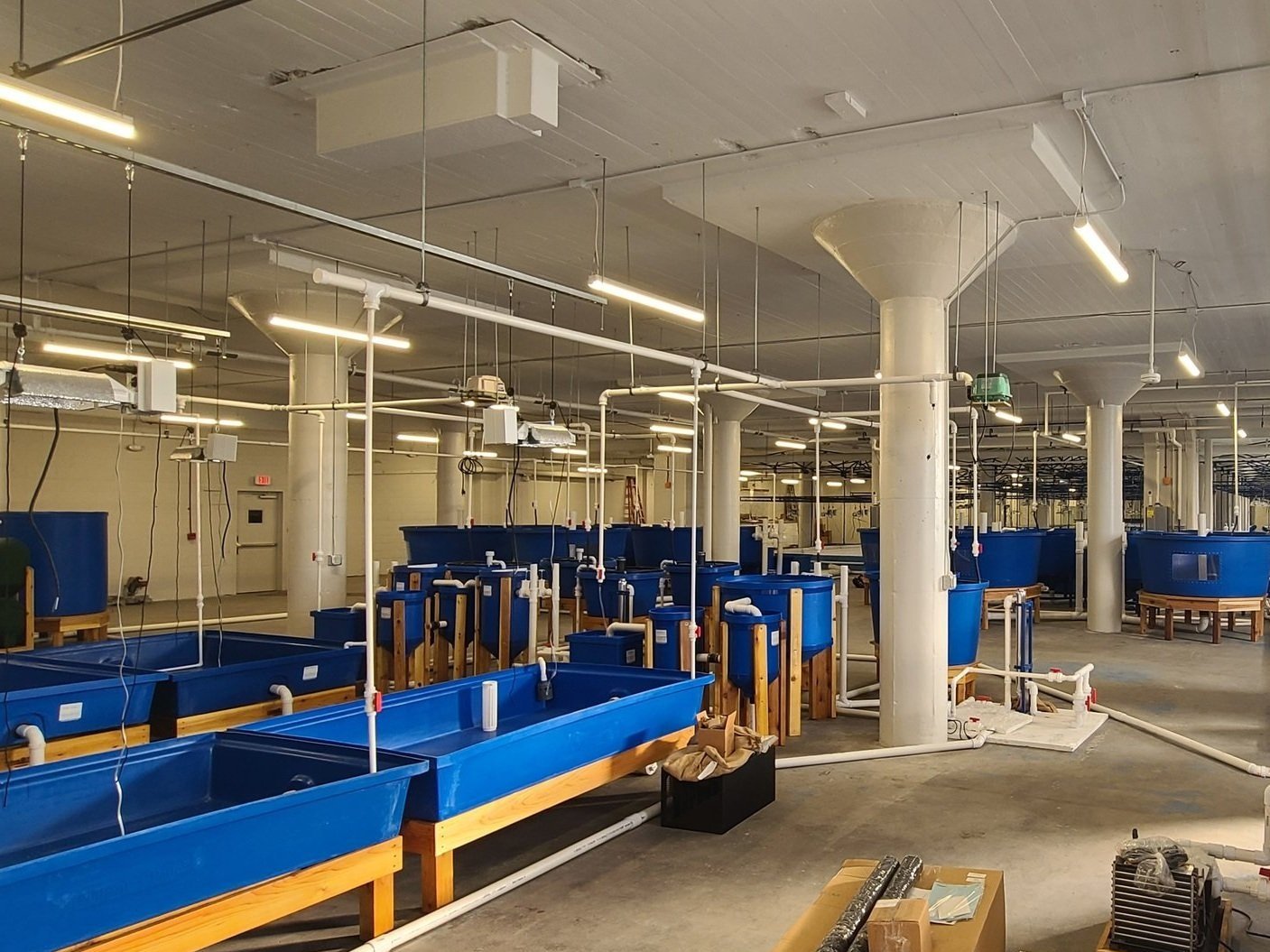 20230116_093732 Interior view of a large industrial facility featuring multiple blue fish tanks on wooden stands, with overhead lighting and plumbing fixtures, designed for aquaculture or aquatic research purposes.