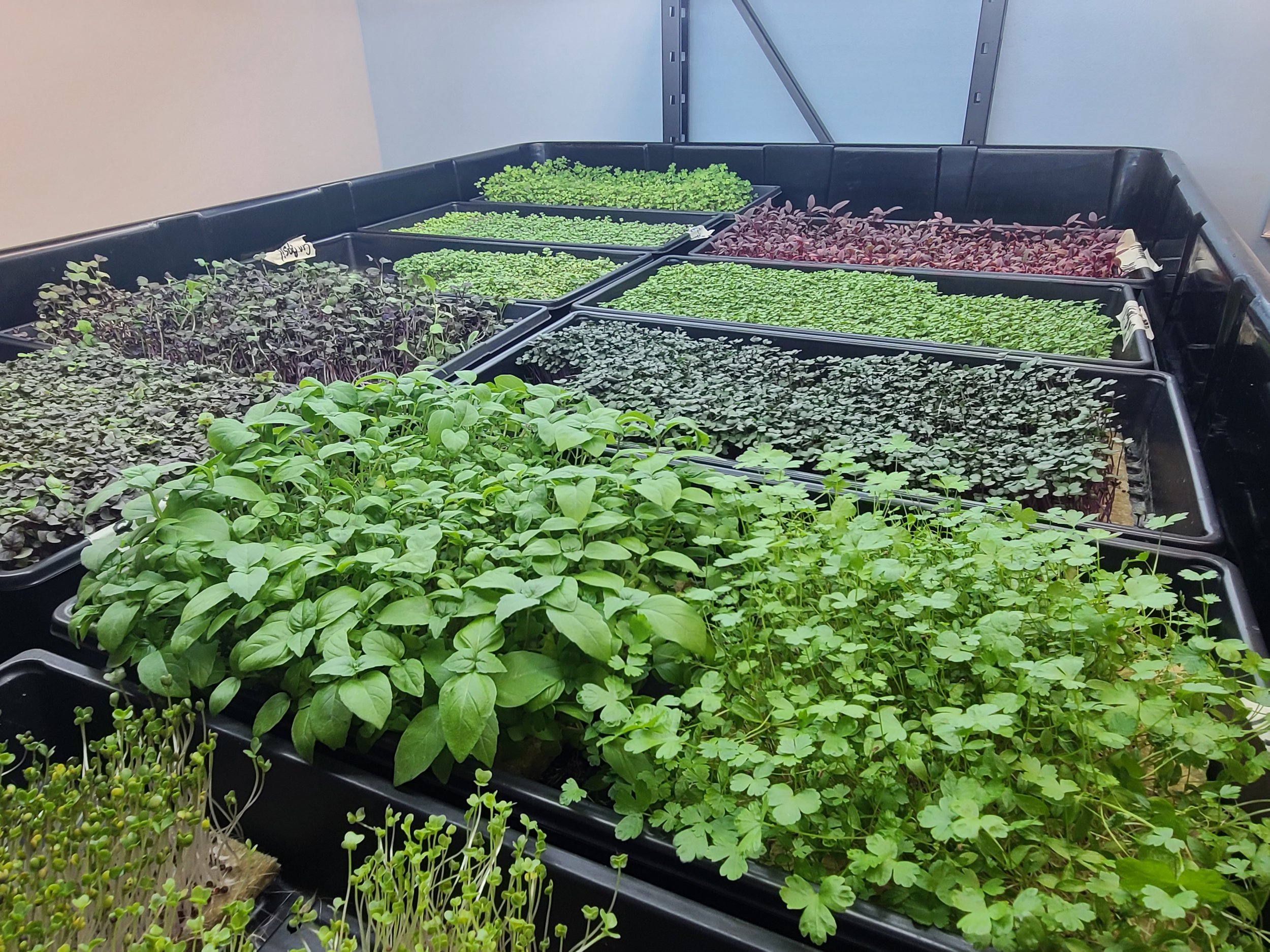 Rob+Studor+-+20201020_190451 Indoor microgreens growing in black trays, featuring a variety of herbs and leafy greens, including basil, cilantro, and various sprouts, in a well-lit environment.