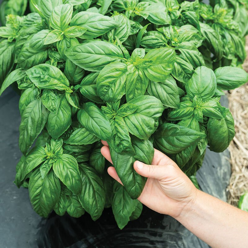 basil+prospera_compact Close-up of a hand gently holding a vibrant green basil leaf, showcasing the lush foliage of a healthy basil plant in a garden setting. Ideal for culinary use and home gardening tips.