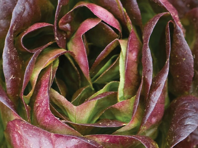 lettuce+salanova+red+butter Close-up of a red leaf lettuce showcasing its intricate, curled leaves and vibrant green and burgundy colors, highlighting its freshness and texture ideal for salads and garnishes.