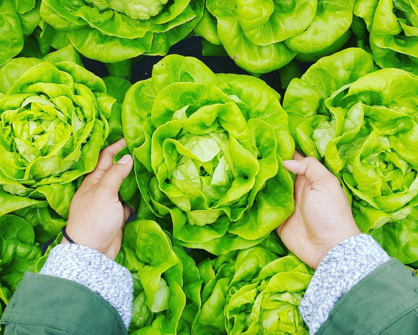 unsplash-image-aqrIcYonB-o Hands gently holding fresh, vibrant green romaine lettuce in a field, showcasing the healthy produce and emphasizing organic farming practices.